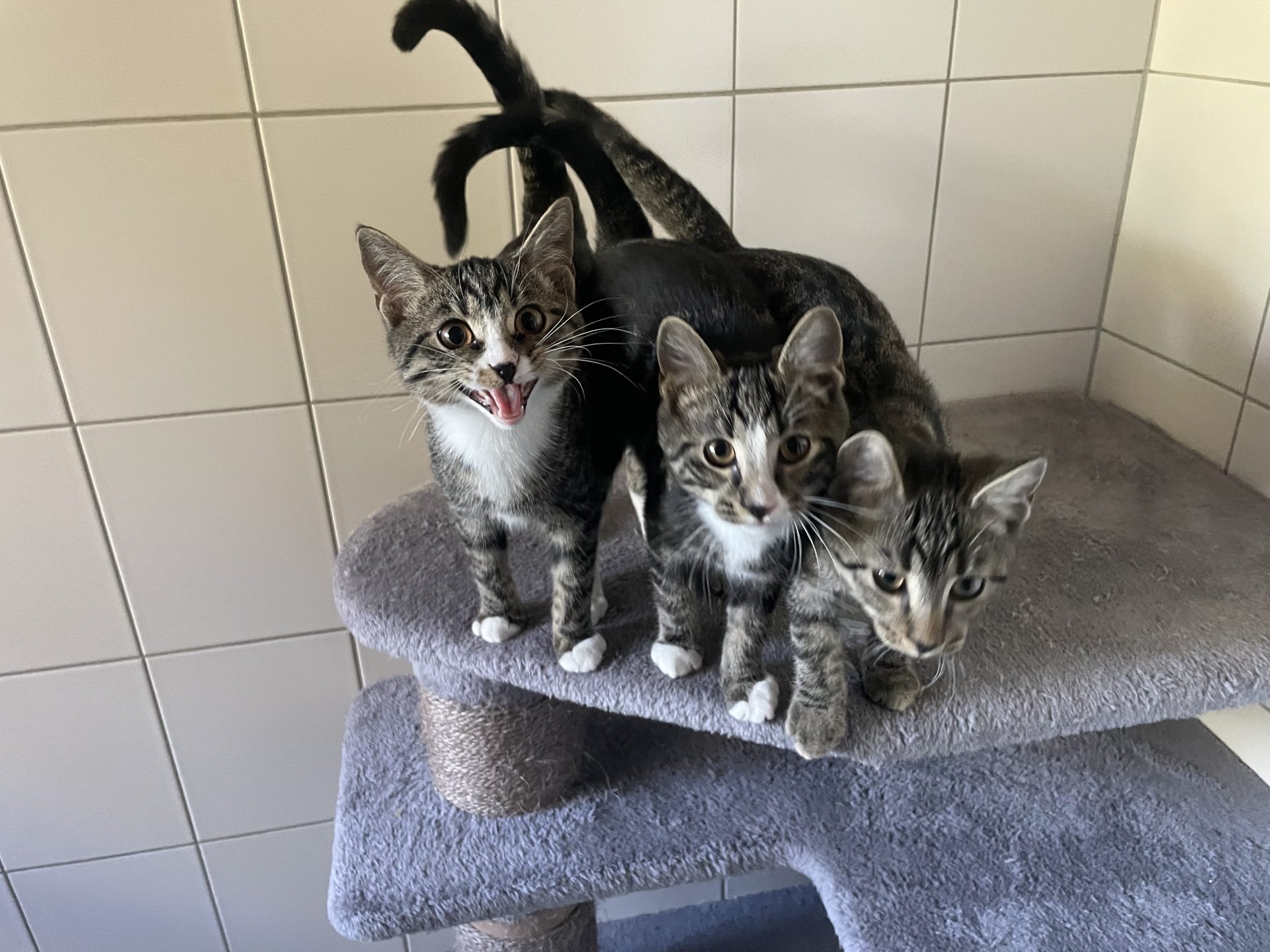 Tick, Trick, Track