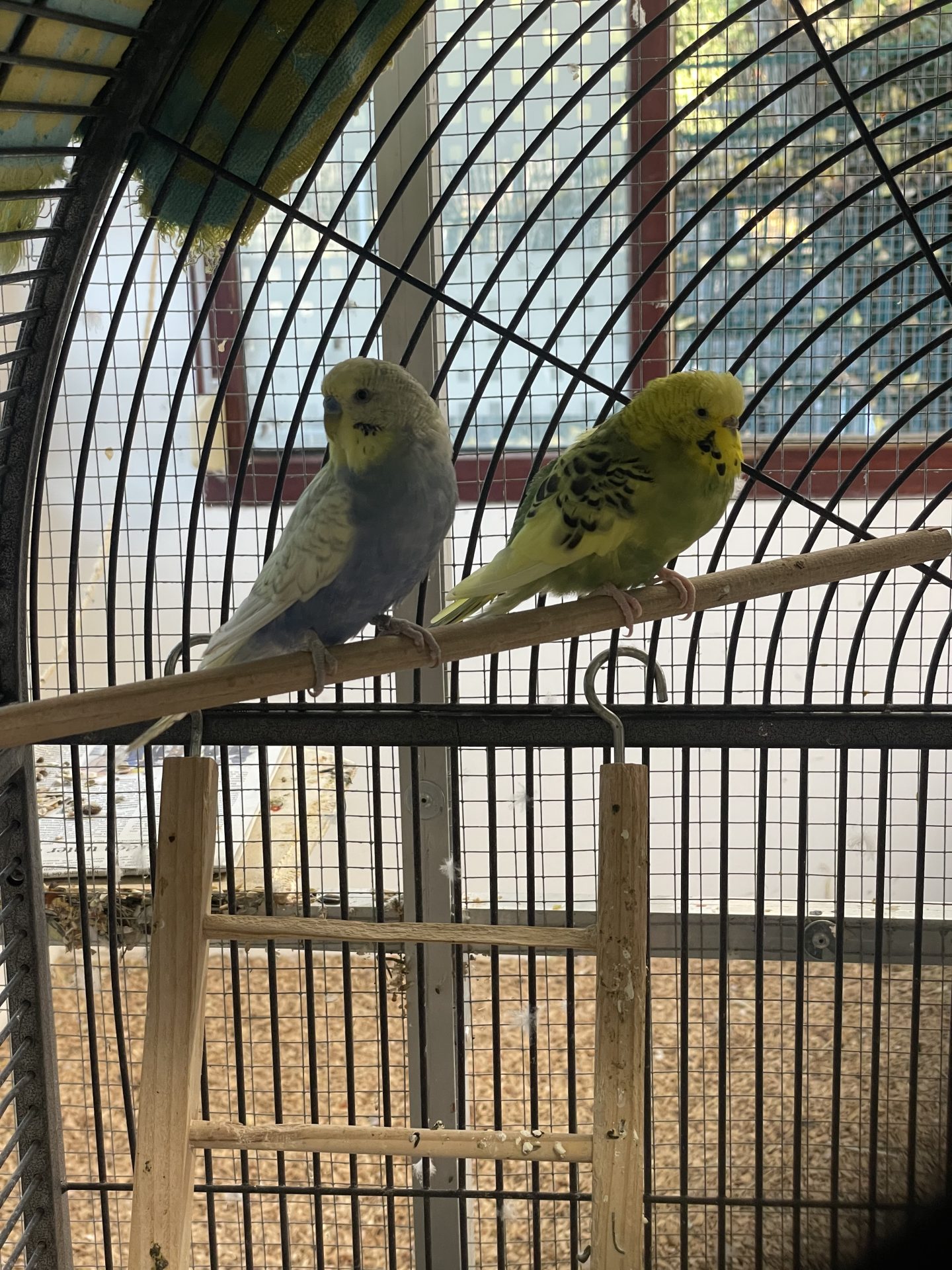 Bingo & Bubi