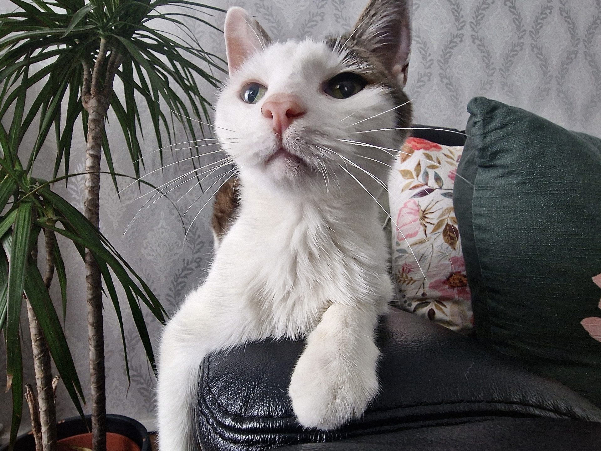 Happy End: Kater Strolch („Schildi“)