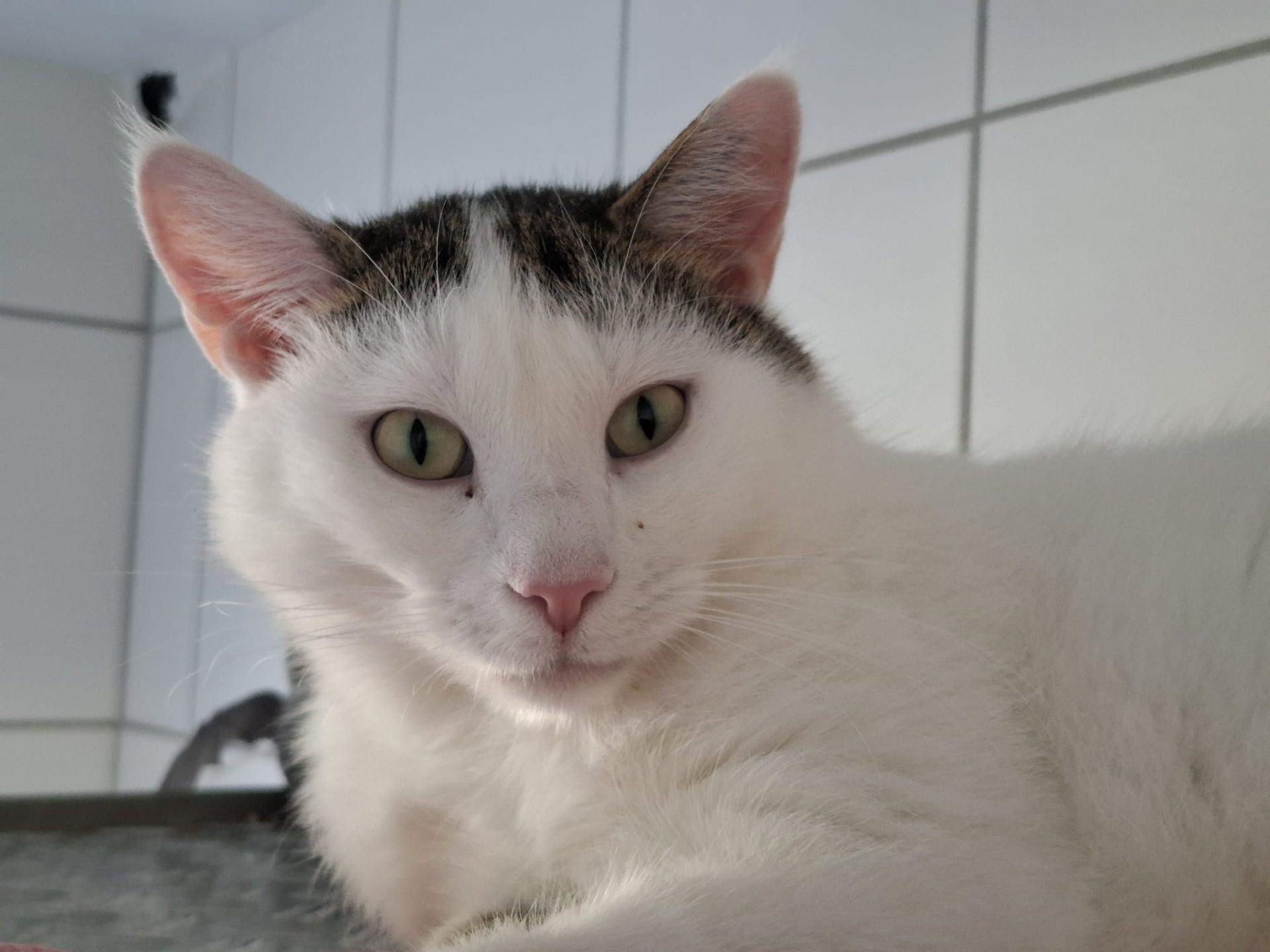 Leo