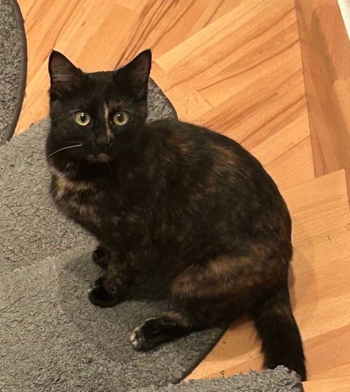 Vermisst: Katze Fame in 68782 Brühl