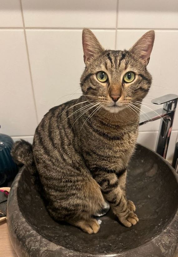 Vermisst: Kater Millie (Tiger) in 68219 Mannheim-Rheinau