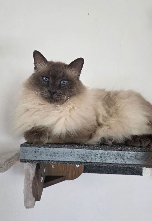Vermisst: Katze Surimi in 68307 Mannheim-Sandhofen